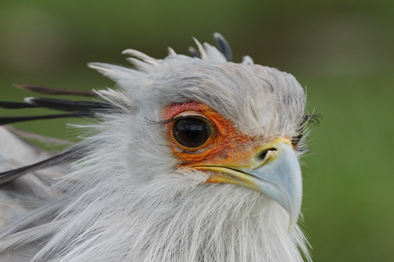 secretarybird